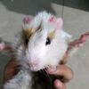 melanycristal36