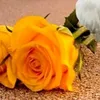 bacha123488