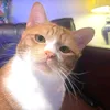 emperor_jedz012