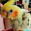 irwinthetiel