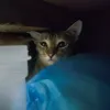 jlrlmll_plrll