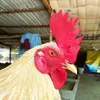 tonyfarmvl