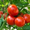 marraquetacontomate