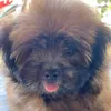Ponyo🐶