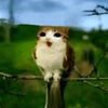 pitr_patr_