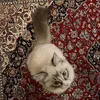 xyosg_
