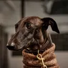 lailanithegalgo