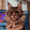 ariya_coolmainecoon