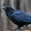 cloakedcardinal