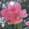 anya._86