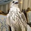 adham_kadair1
