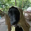 kervflores
