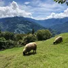 shuchengchang0