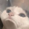 hyunlveu