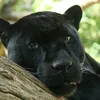 bagira20002
