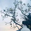 nguyenbao.221995