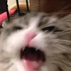 cat._.axolotl