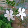 habibah_moaz