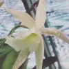 ngoc.han437