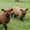babydollsheep