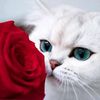 florida_fleur03