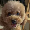 puppyy888