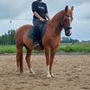 horsesedits2277