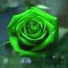 rosa1ie1