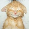 catita.bnta