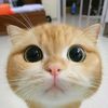 sukamatcha_841