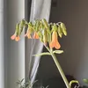 zazou1235