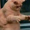 miwwhhhh