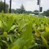 palalisan4
