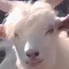 reydanil