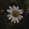 zahraa23zz