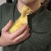 kfchoneybiscuit