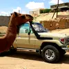 zoolfe