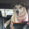 auntysassymakah