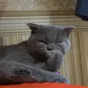 fhmisfiq