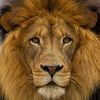 max10lion