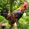 gafferjeboy
