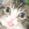 tripocat10101