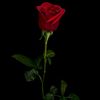 rosi_are_dhawn