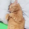 ourfatcats