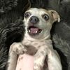 fifi_the_chichi