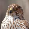 jellyhawk