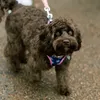 _willowthecavapoo_