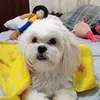 gustavorossy1