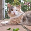 felinefiend