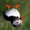 puffin2645